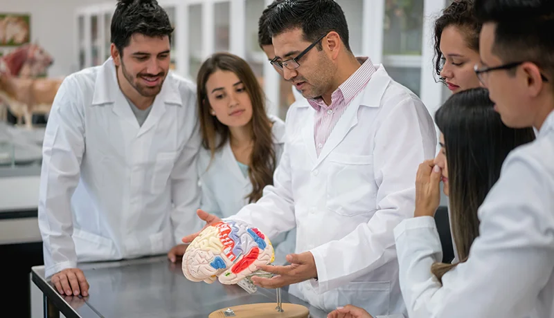 students in labcoats looking at a model of a brain
