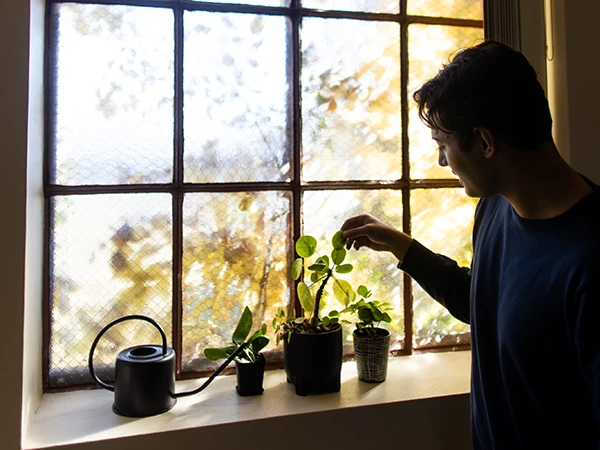 person examining houseplants on a window sill