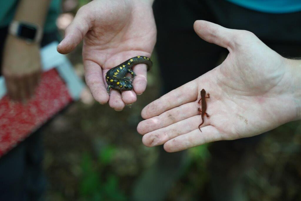 Students holding salamanders. 